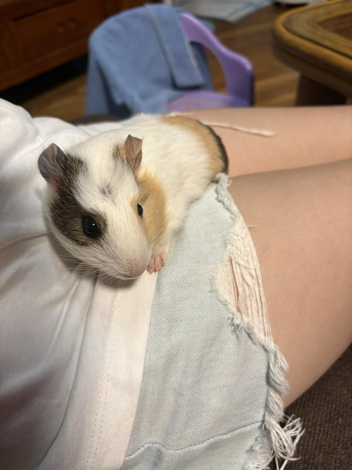 刺青案件圖片