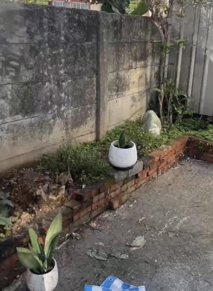 園藝維護案件圖片