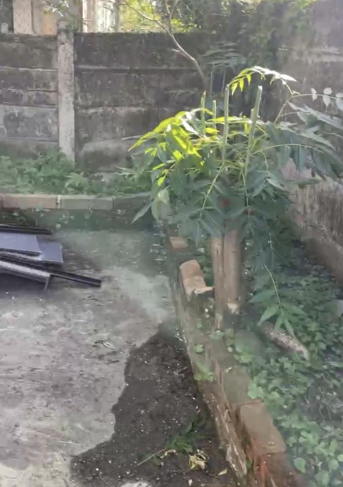 園藝維護案件圖片