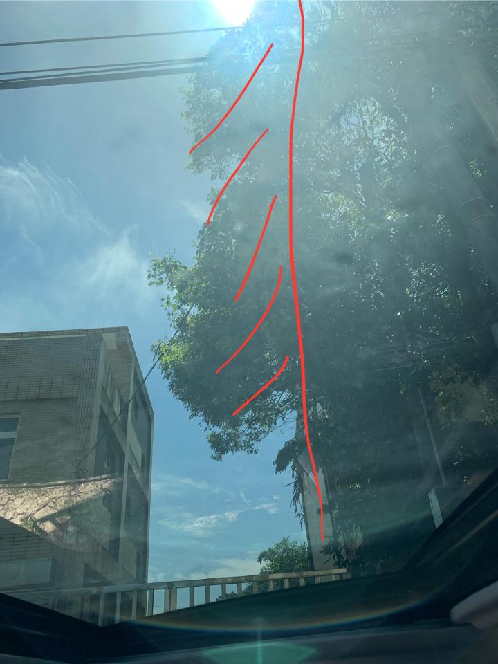園藝維護案件圖片