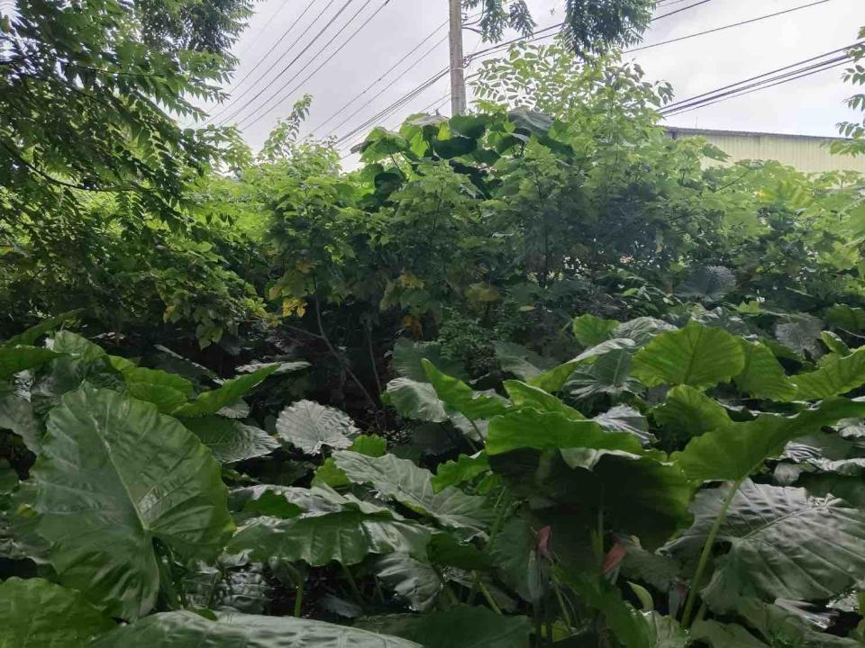 大型垃圾回收案件圖片