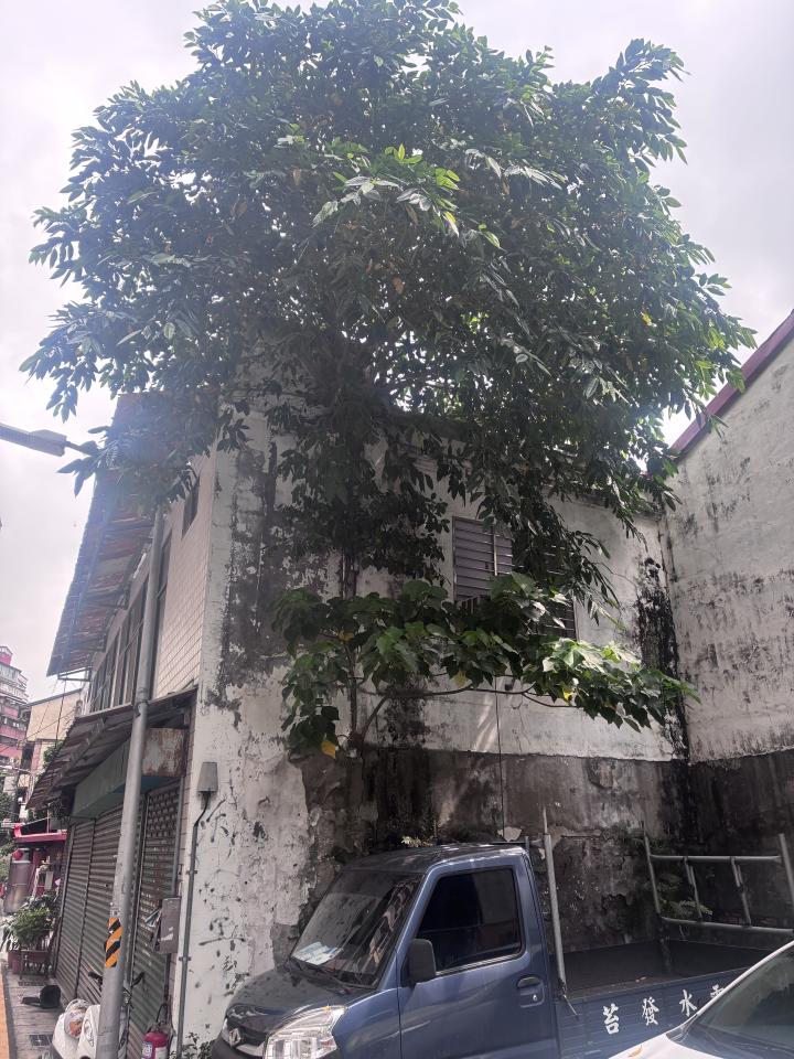 園藝維護案件圖片