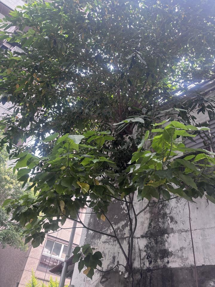 園藝維護案件圖片