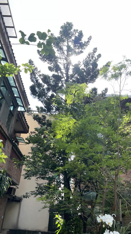 園藝維護案件圖片