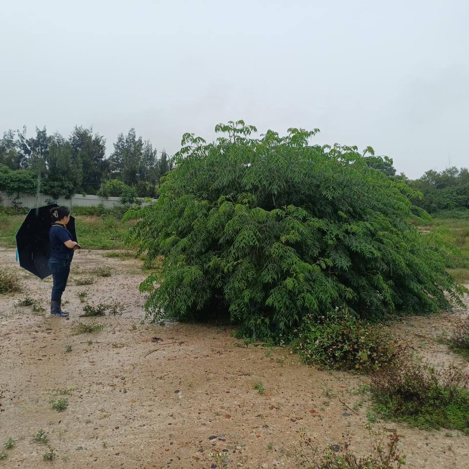 園藝維護案件圖片