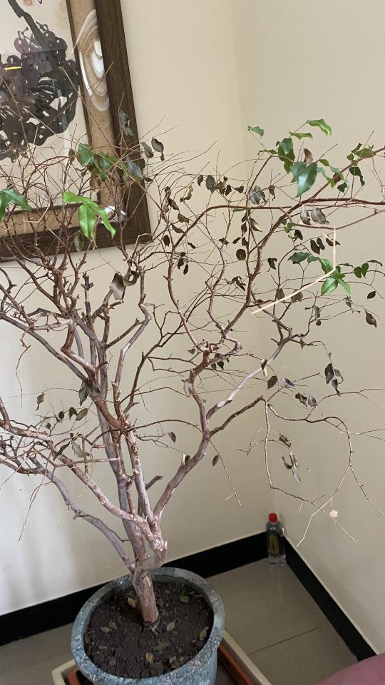 植物診療師案件圖片