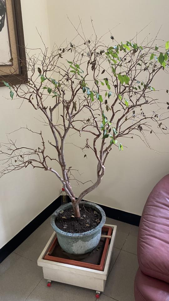 植物診療師案件圖片