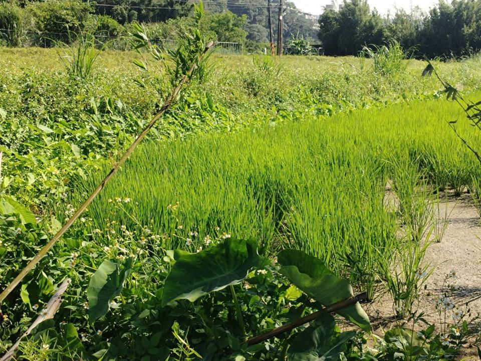 園藝維護案件圖片
