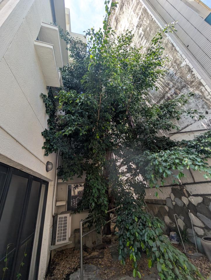園藝維護案件圖片