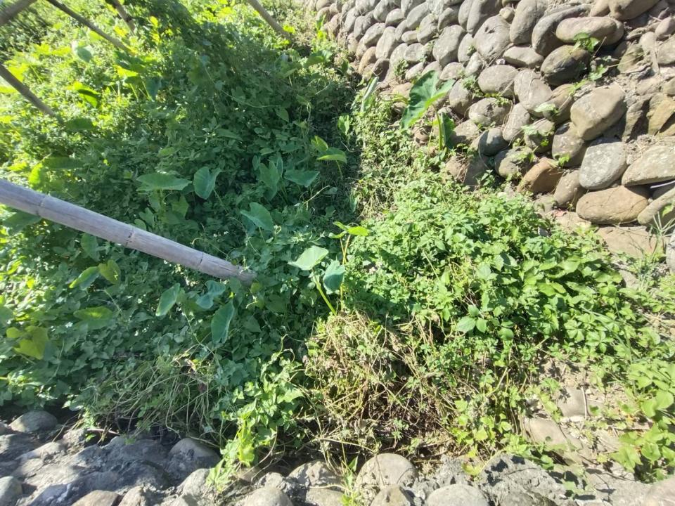 園藝維護案件圖片