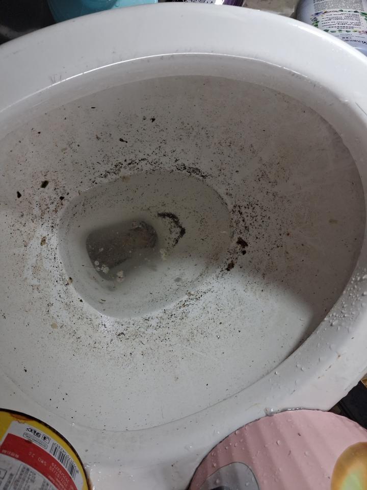 通馬桶案件圖片