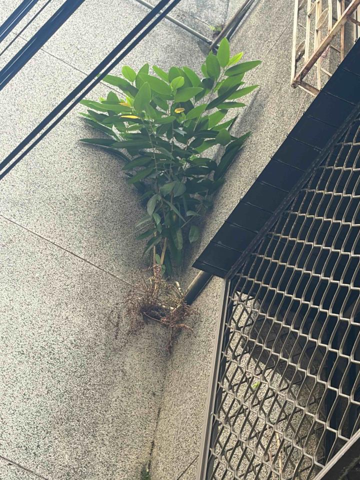 園藝維護案件圖片
