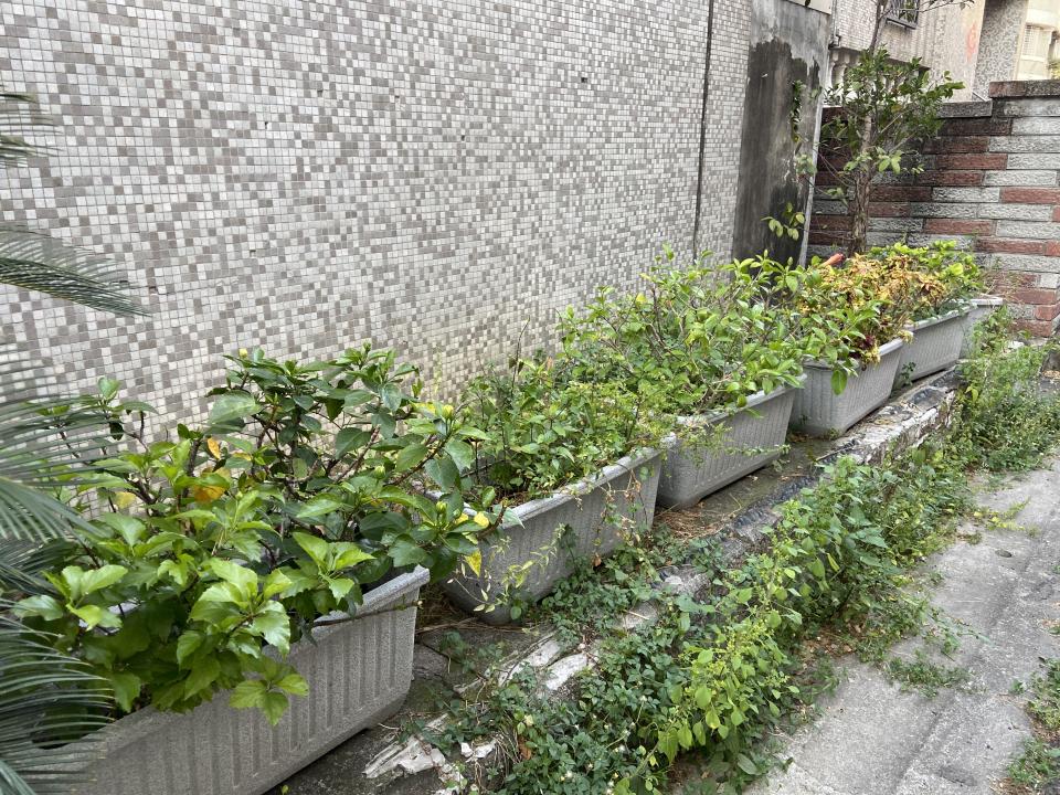 園藝維護案件圖片