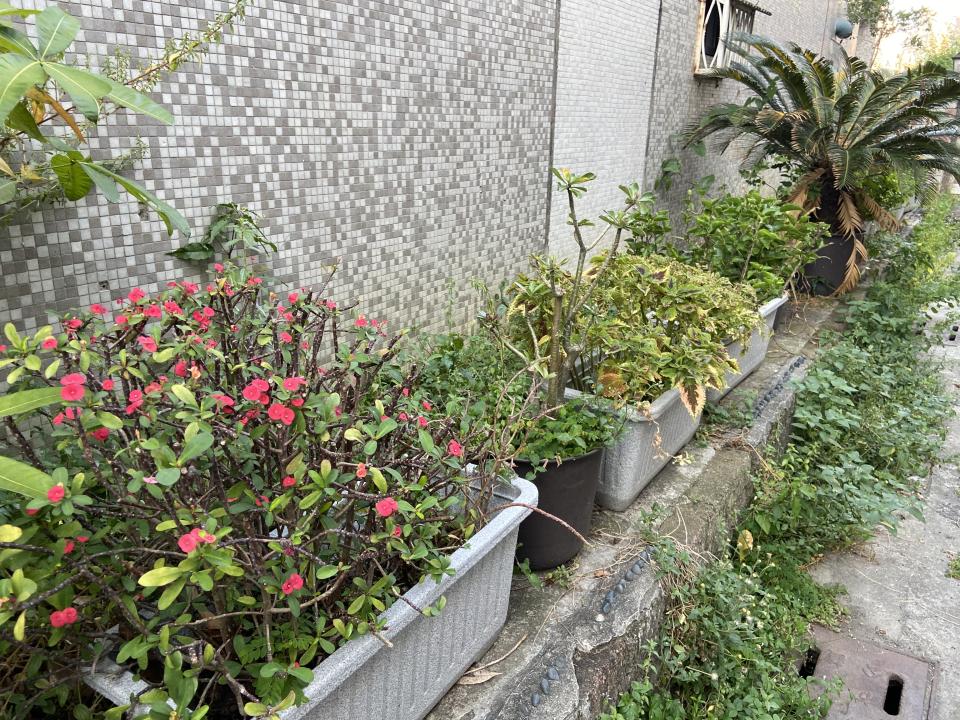 園藝維護案件圖片