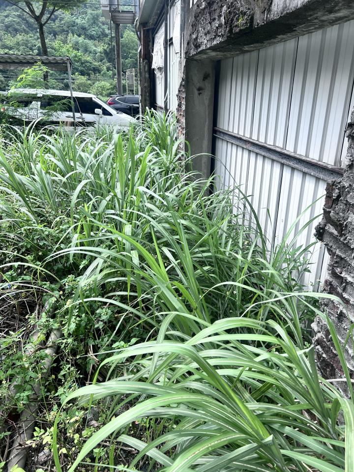 園藝維護案件圖片
