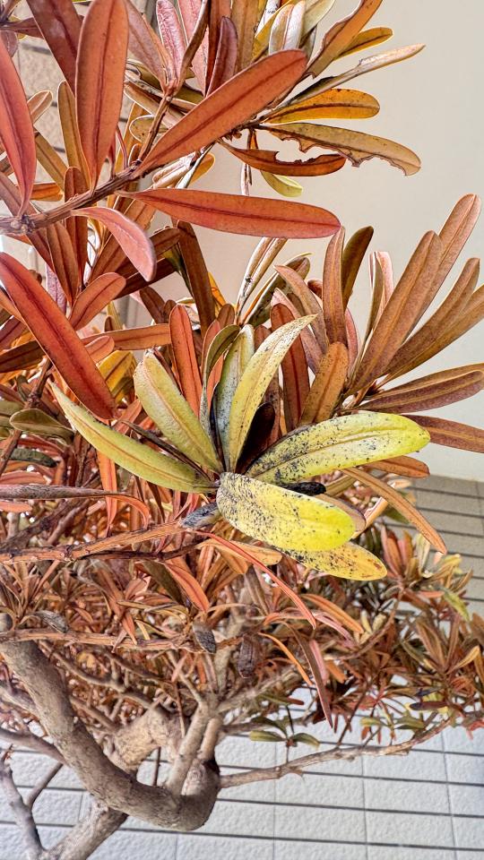 植物診療師案件圖片