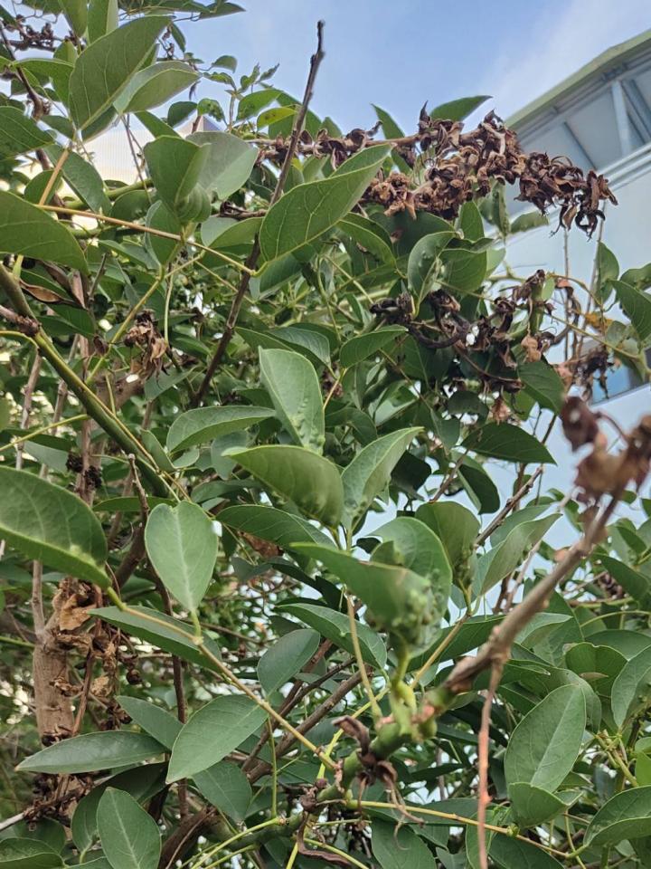 植物診療師案件圖片