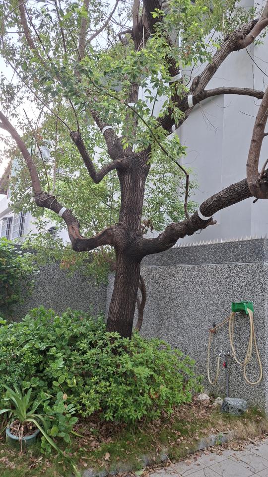 園藝維護案件圖片