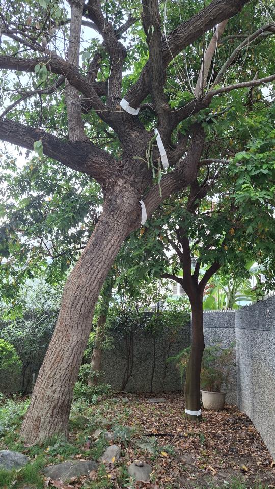 園藝維護案件圖片
