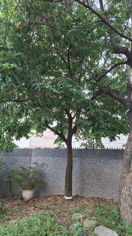 園藝維護案件圖片