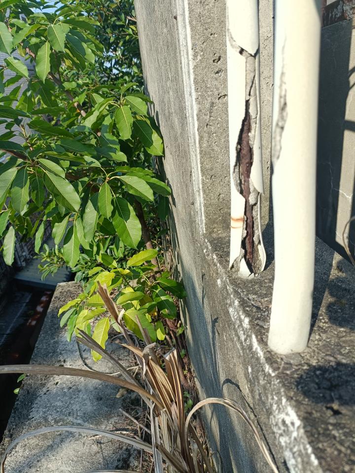 園藝維護案件圖片