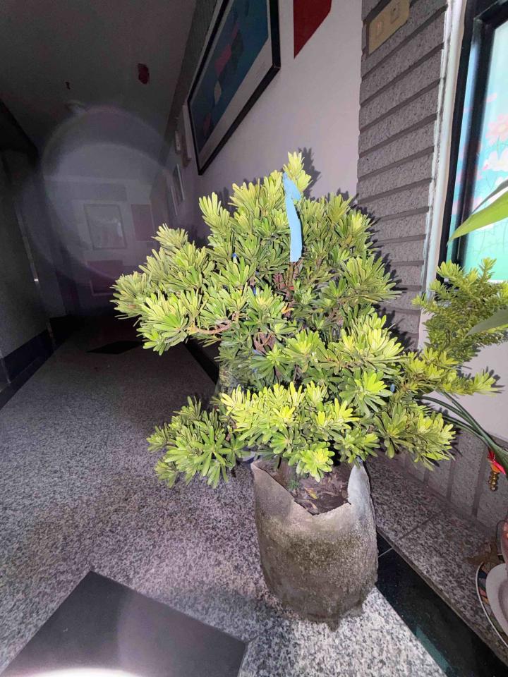 園藝維護案件圖片