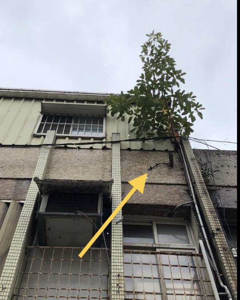 園藝維護案件圖片
