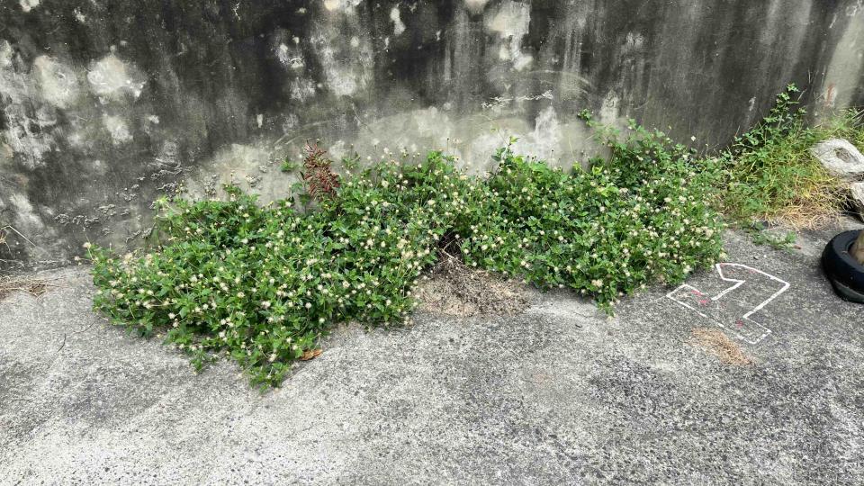 園藝維護案件圖片