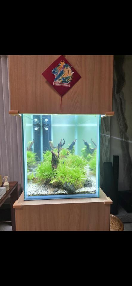 魚缸設計案件圖片
