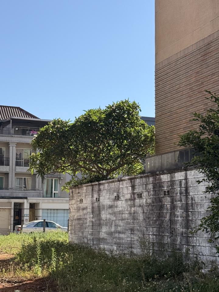 園藝維護案件圖片