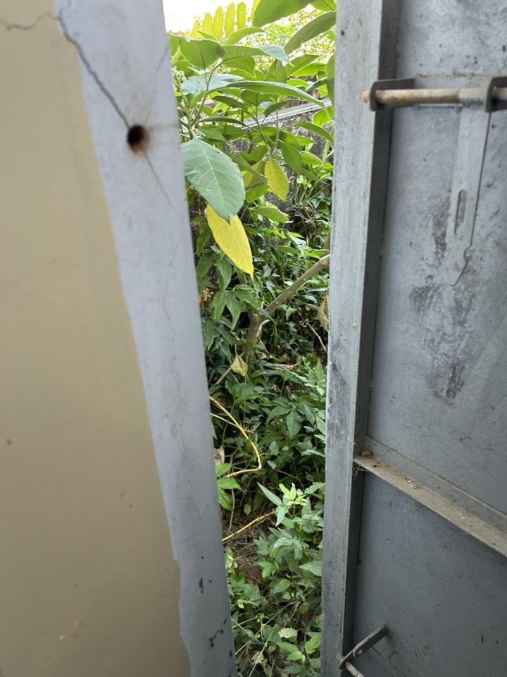 園藝維護案件圖片