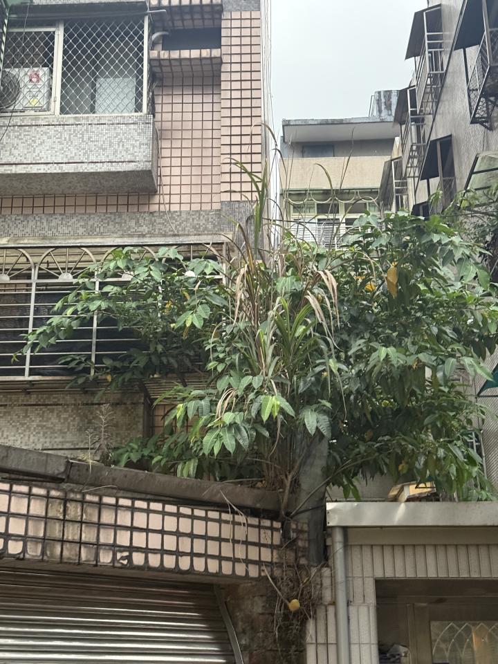 園藝維護案件圖片