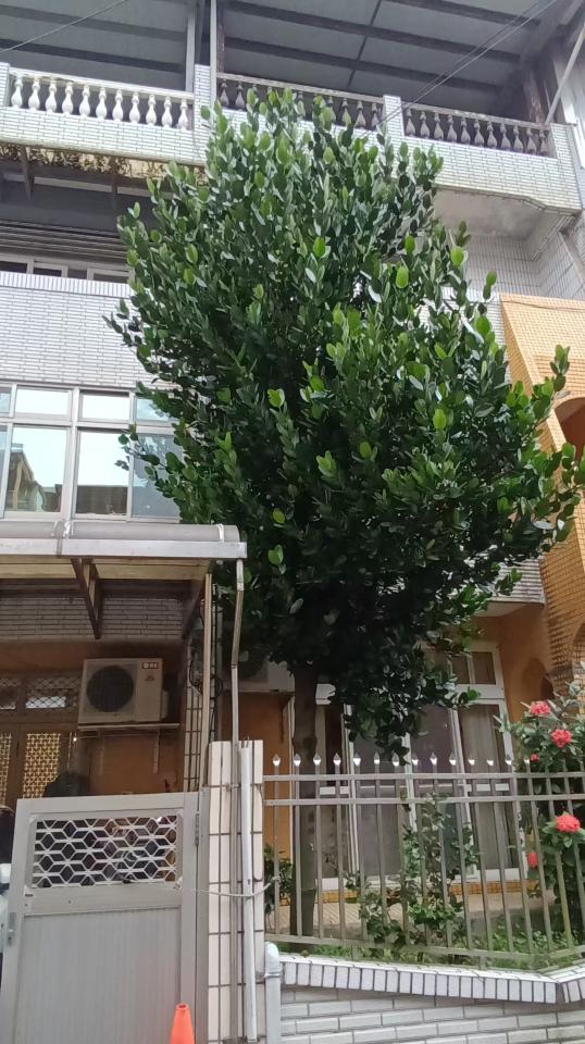 園藝維護案件圖片