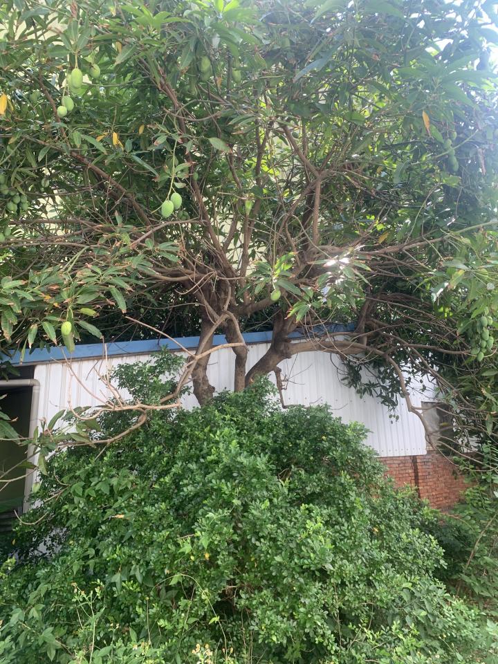 園藝維護案件圖片