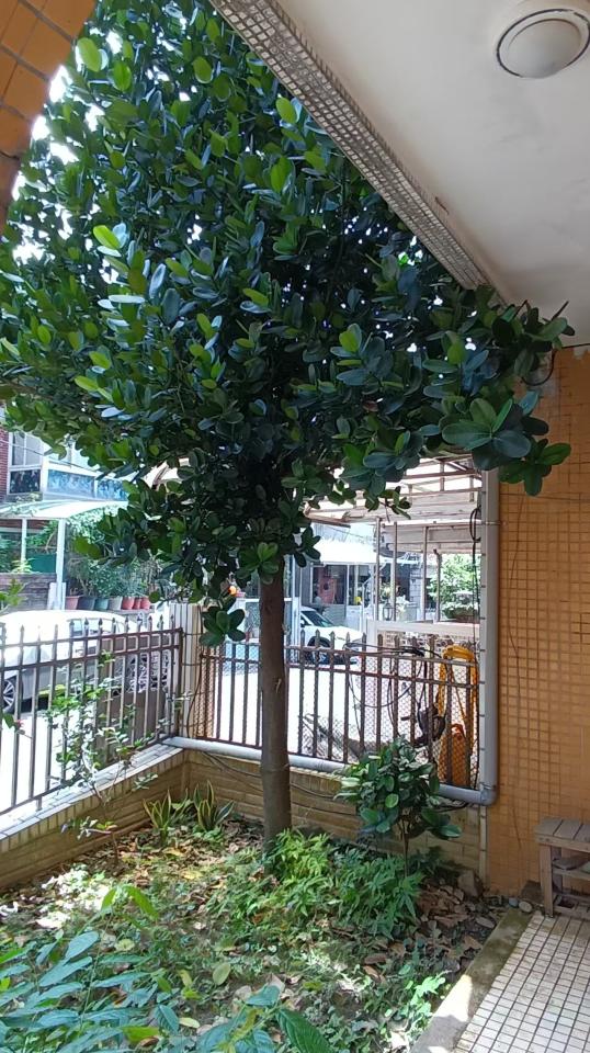 園藝維護案件圖片