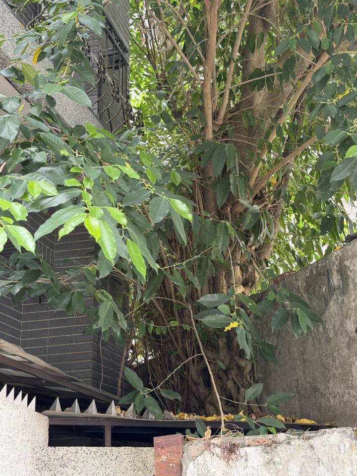 園藝維護案件圖片