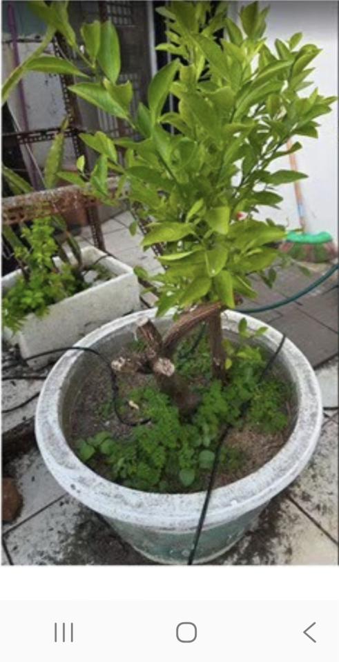 園藝維護案件圖片
