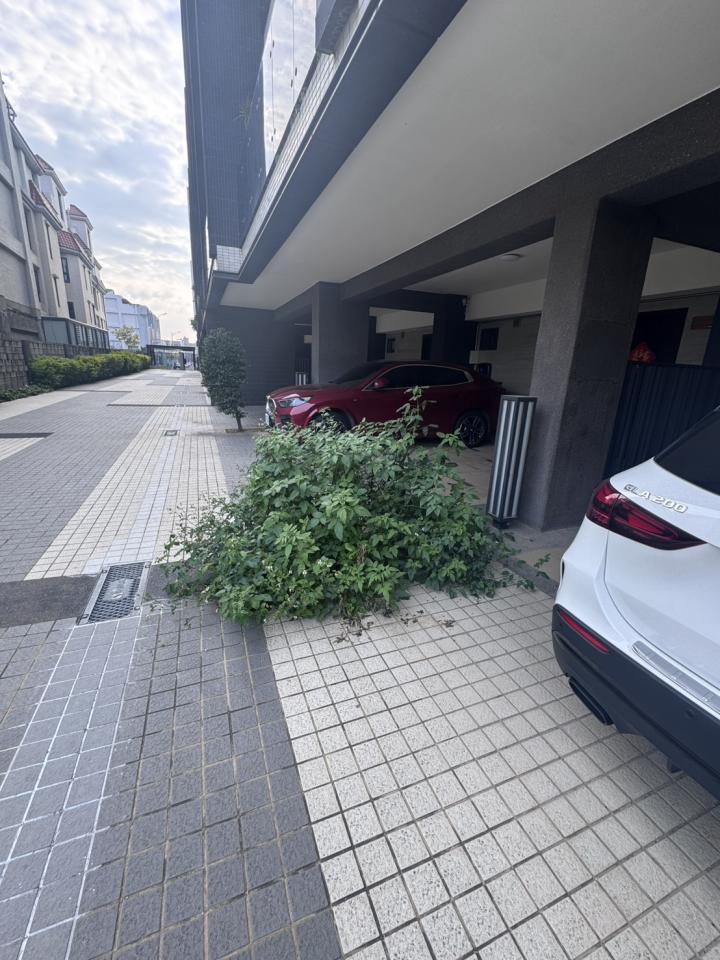 園藝維護案件圖片