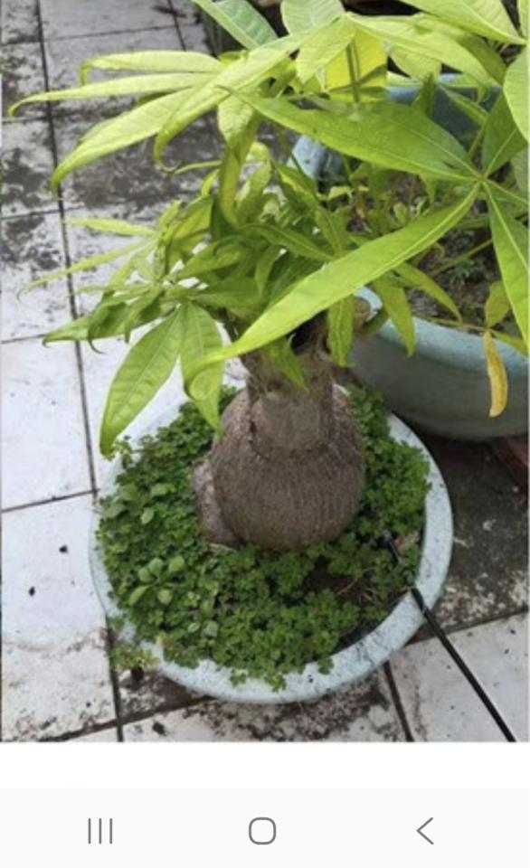 園藝維護案件圖片