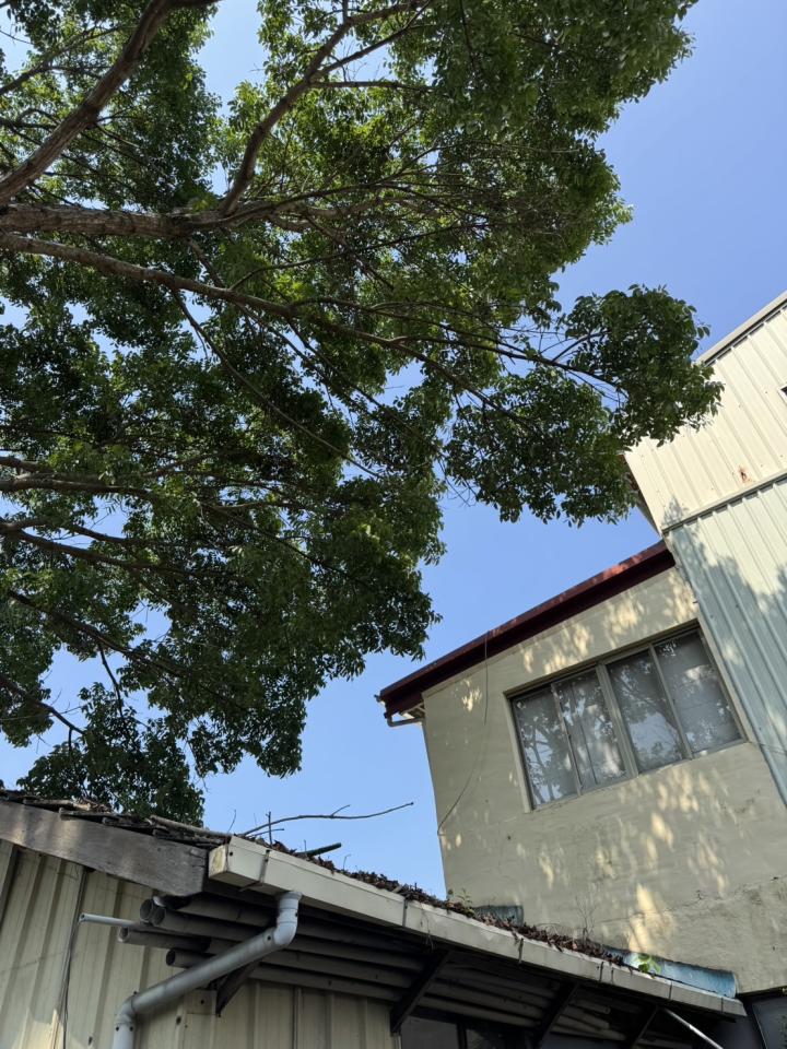園藝維護案件圖片