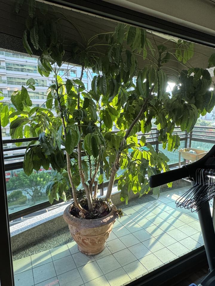 園藝維護案件圖片