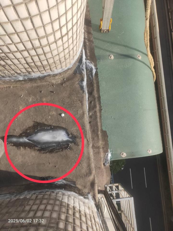 屋頂防水案件圖片