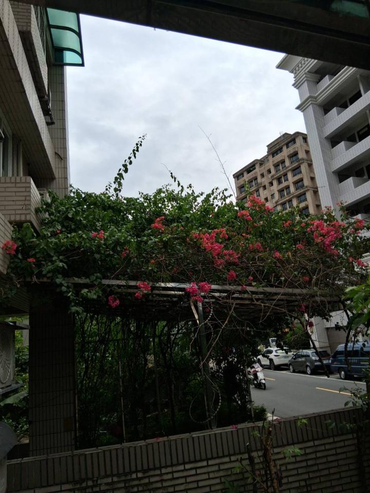 園藝維護案件圖片
