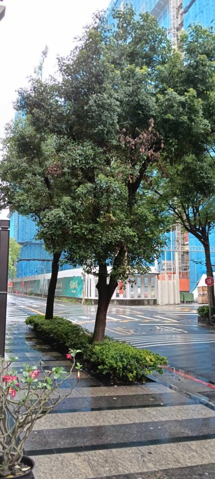 園藝維護案件圖片