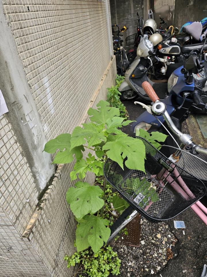 園藝維護案件圖片