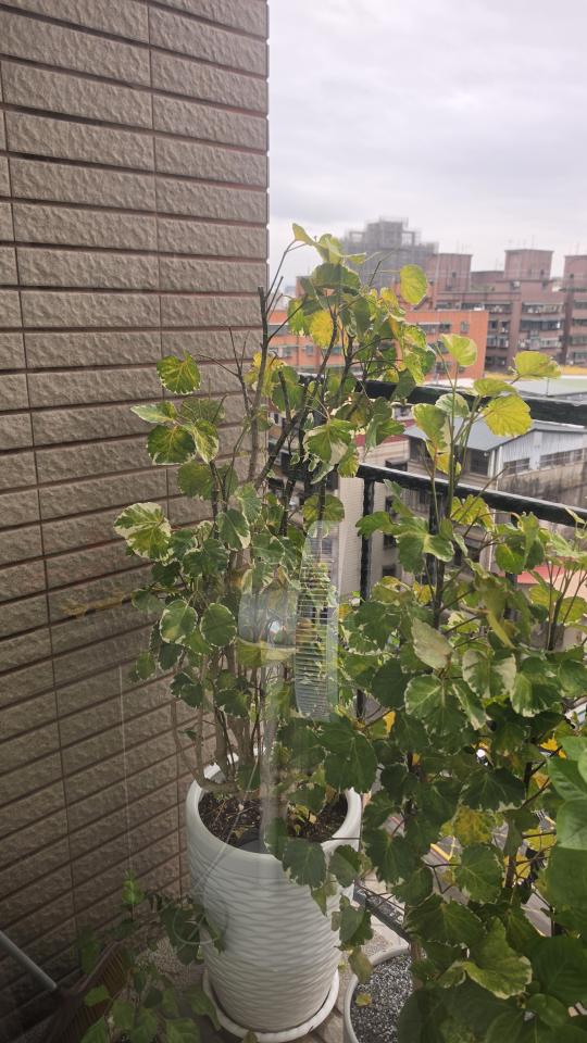 植物診療師案件圖片