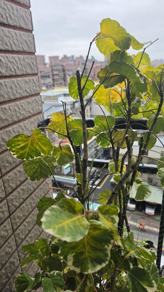 植物診療師案件圖片