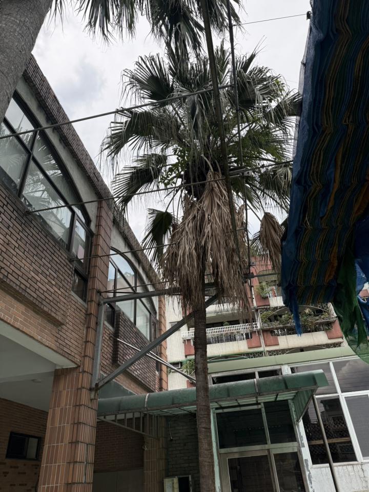 園藝維護案件圖片