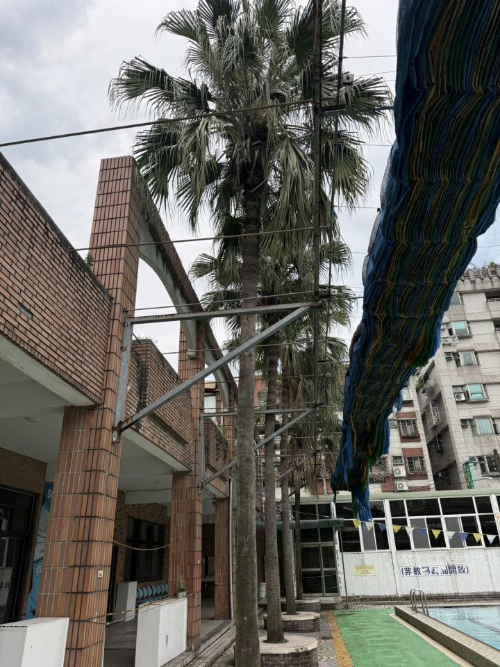 園藝維護案件圖片