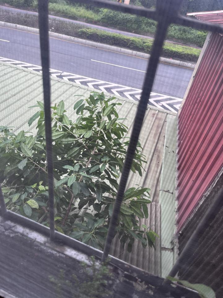 園藝維護案件圖片